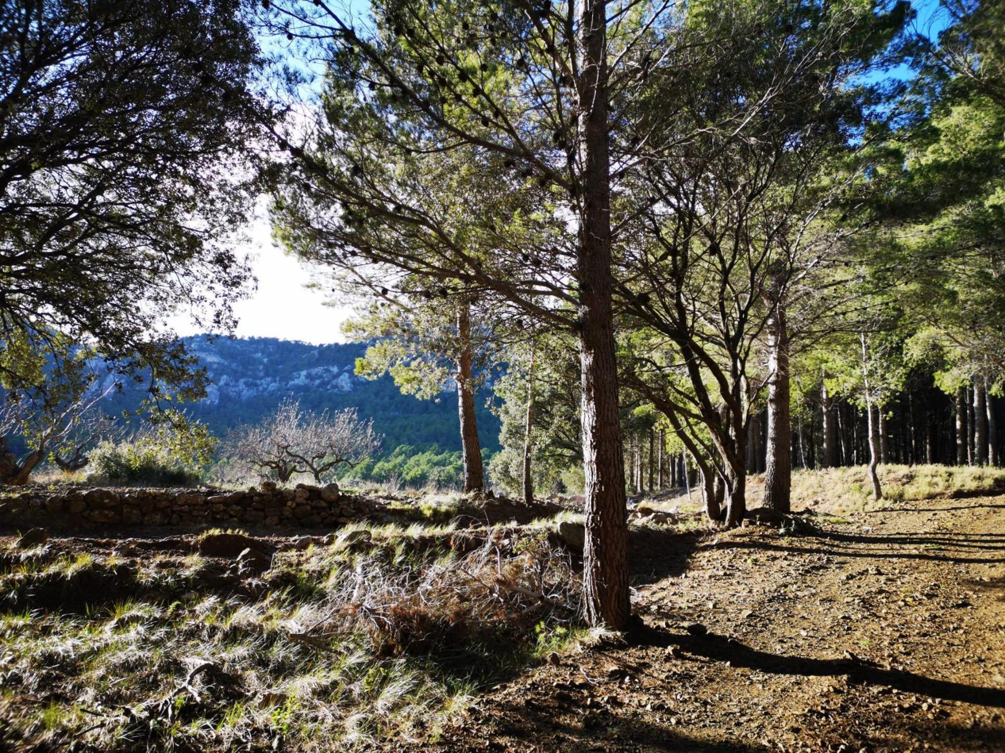 L'Antic Forn De Pauels Villa ภายนอก รูปภาพ